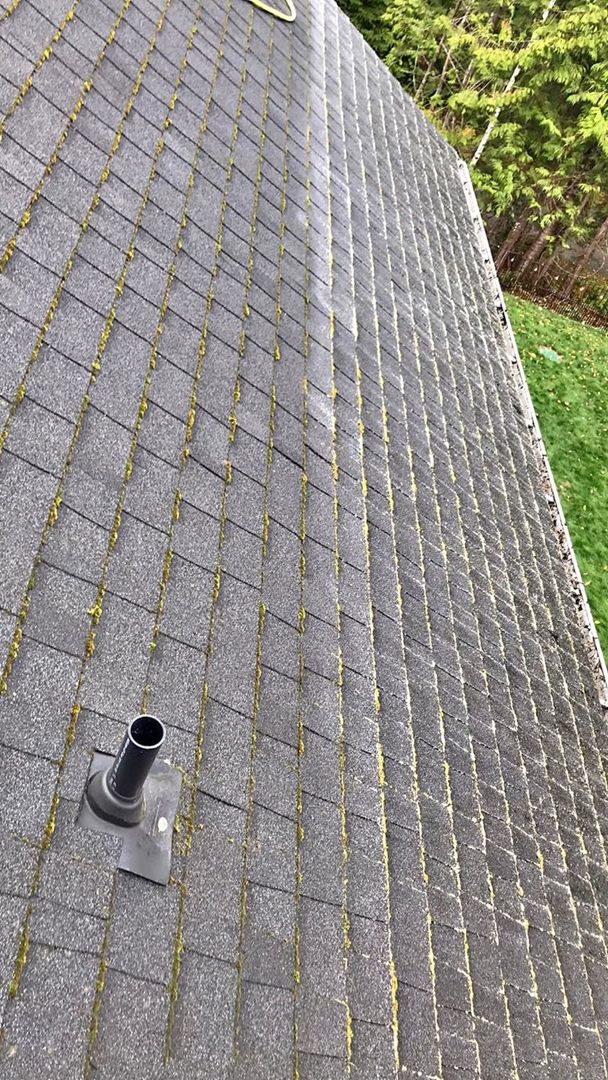 Asphalt shingle roof with moss growing along every row, before cleaning